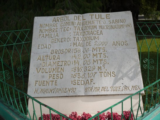 All my nerd-friends out there, enjoy! El Arbol del Tule.