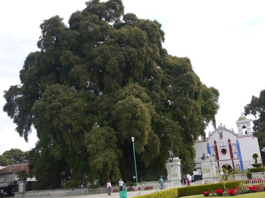 El Arbol del Tule, aka, one big effin' tree!